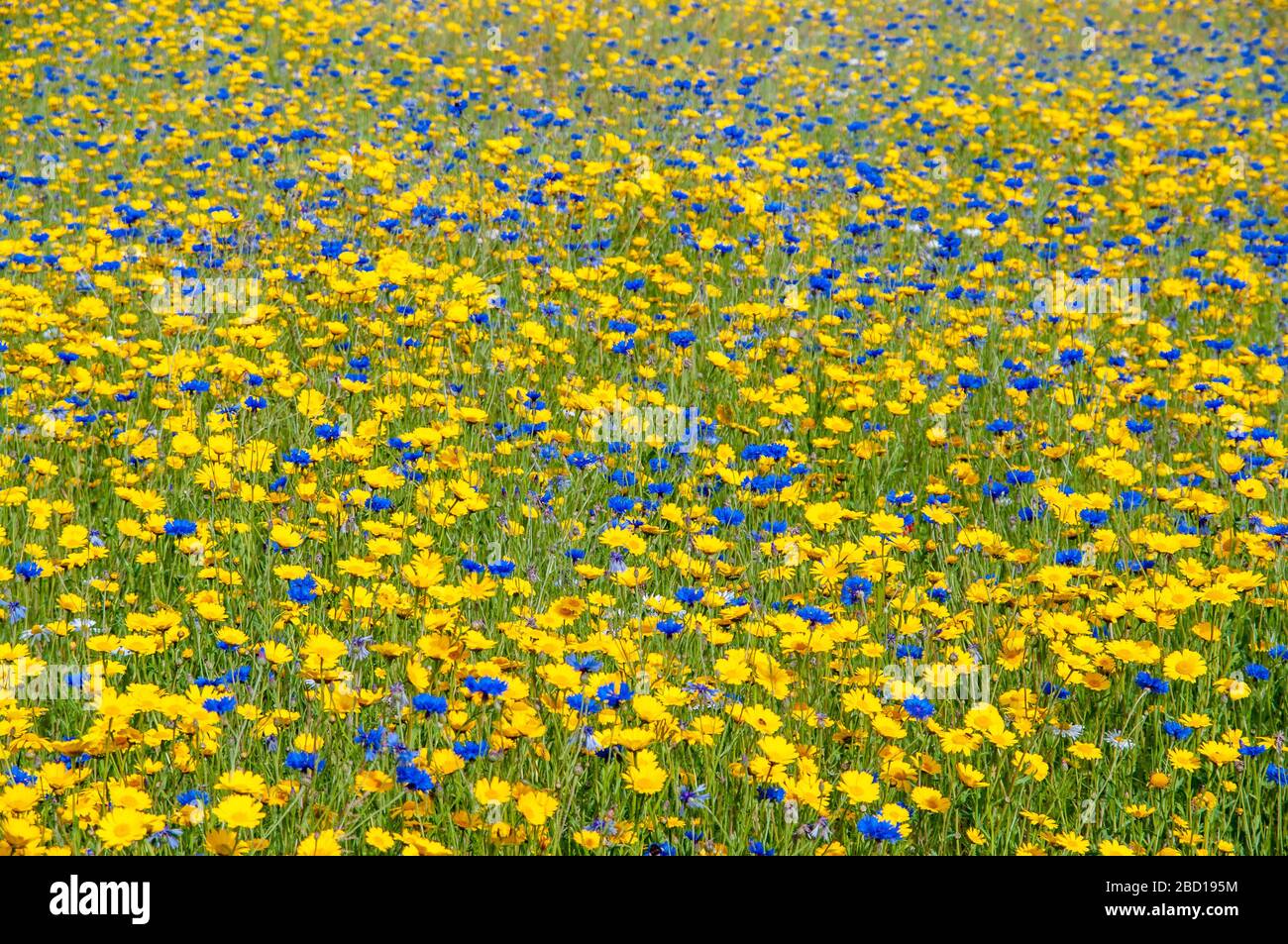 Feld von blauen und gelben Wildblumen in voller Blüte an einem sonnigen Tag. Stockfoto