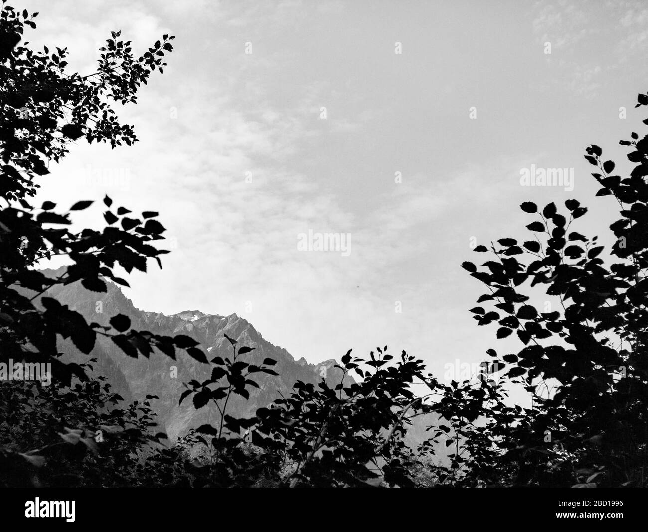 Ein Schwarz-Weiß-Bild von Berggipfeln, die hinter den silhouettierten Blättern sichtbar sind, und ein Himmel mit dünnen Wolken Stockfoto