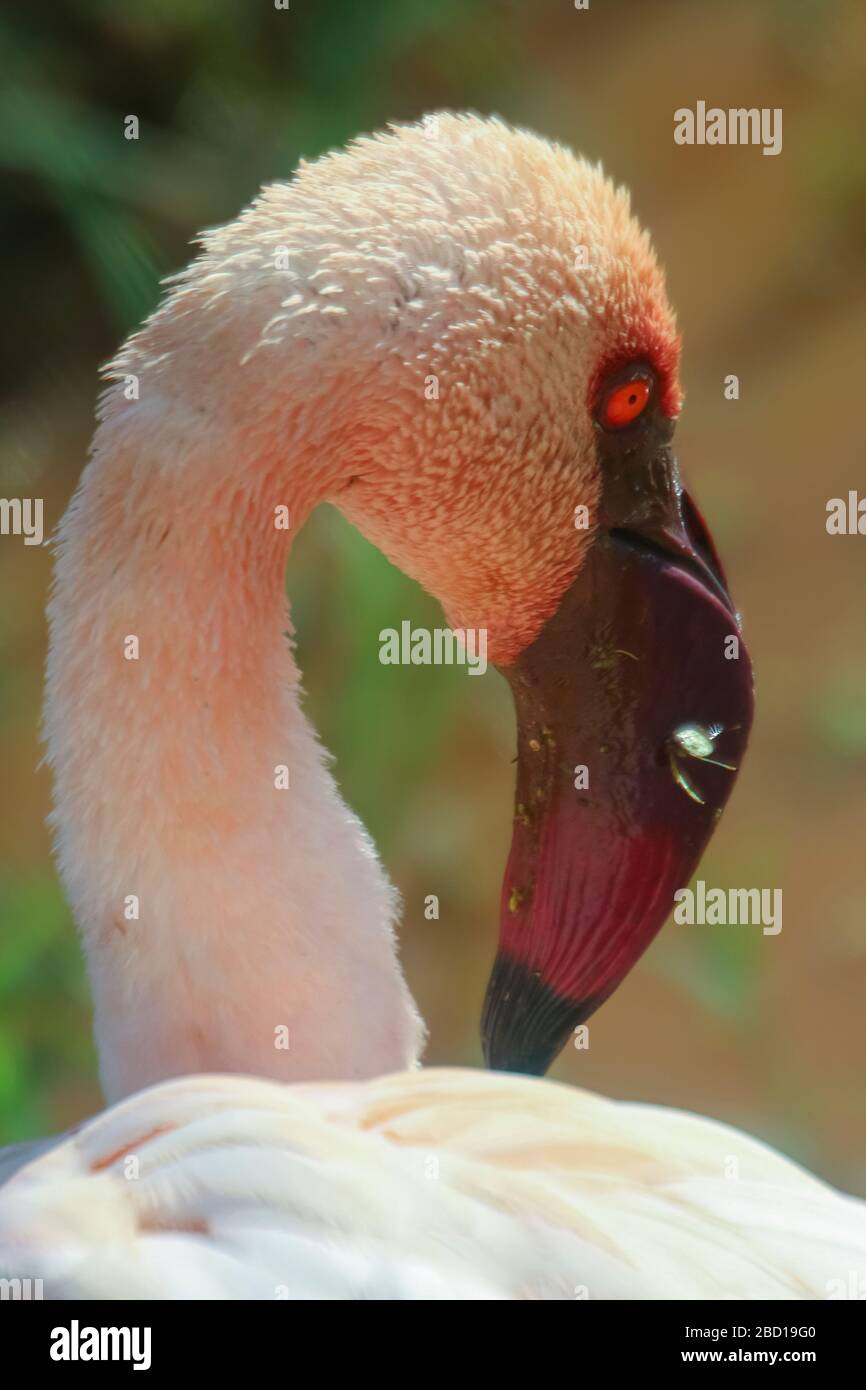 Nahaufnahme des Porträts eines größeren Flamingo (Phönicopterus ruber). Fotografiert im Serengeti-Nationalpark, Tansania Stockfoto