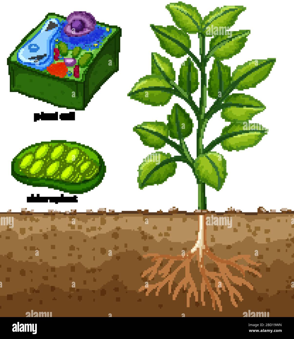 Diagramm mit Pflanzenzelle und Baum in der Bodenabbildung Stock Vektor