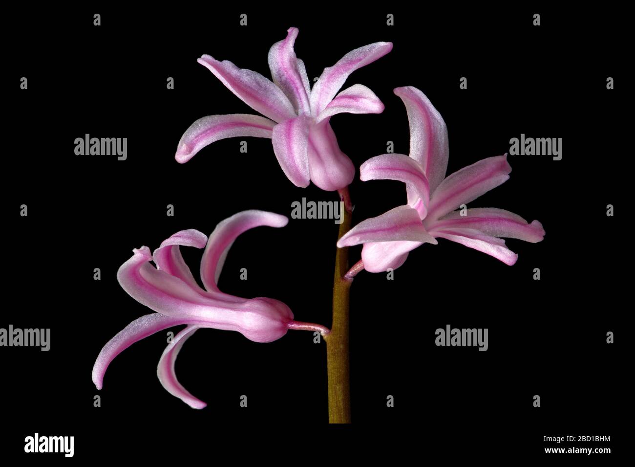 Rosa Hyazinthblüte isoliert auf schwarzem Grund. Zierblütenstich in der Nahaufnahme Makrofotografie. Stockfoto