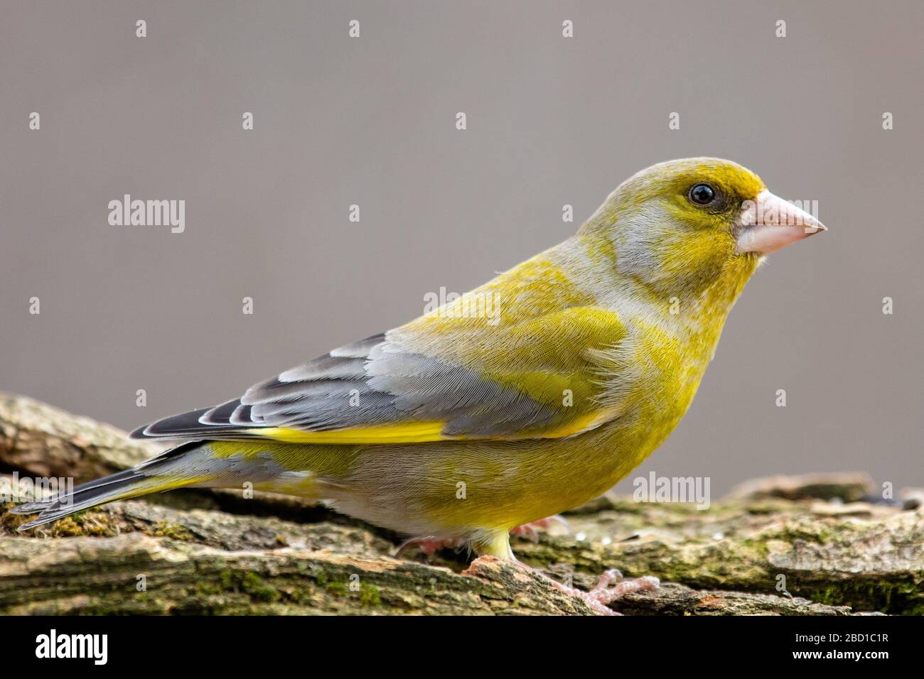 Nahaufnahme des Porträts eines Gartenvogels Stockfoto