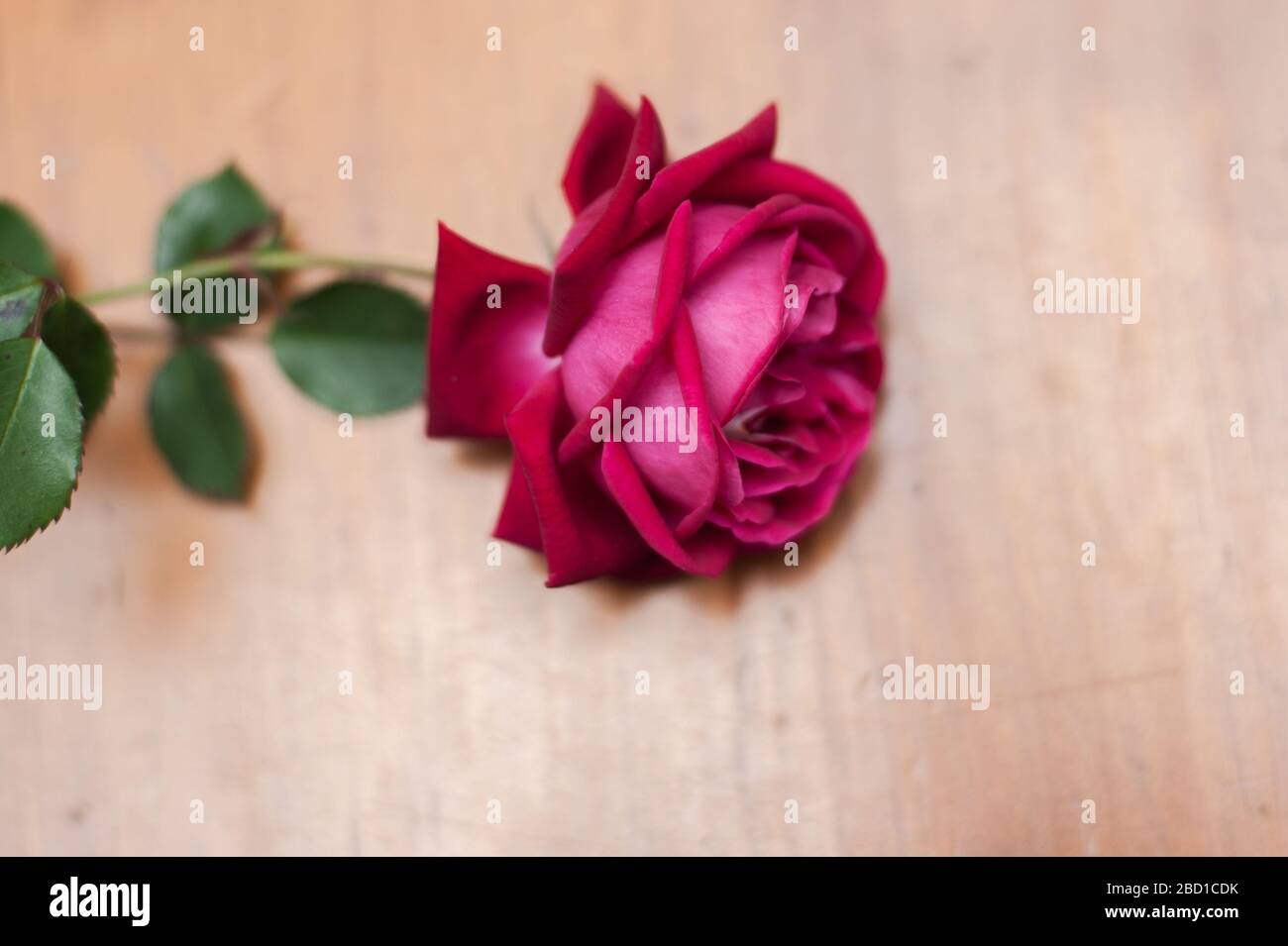 Rote Rose o eine hölzerne Oberfläche. Stockfoto