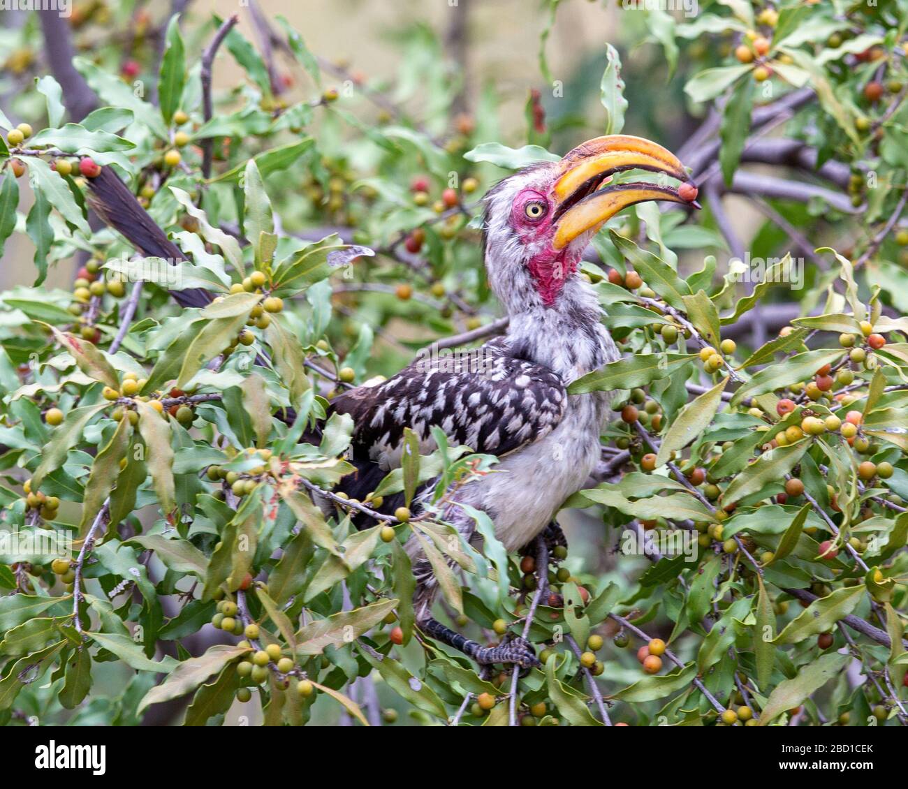 Southern Yellow Billed Hornbill Stockfoto