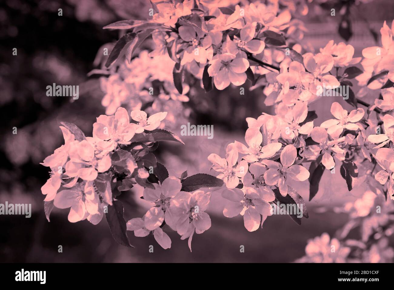 Schöner Hintergrund einer Zierapfel-Baumblumen im Frühjahr, rosa monochrome Umwandlung des Originalfotos. Geeignet für Hintergründe. Stockfoto