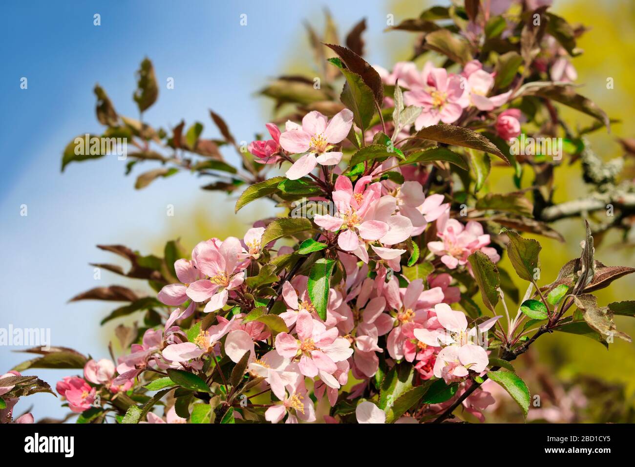 Schöne rosafarbene Zierapfel-Baumblumen gegen blauen Himmel und entschärfte Bäume im Quellgarten. Stockfoto