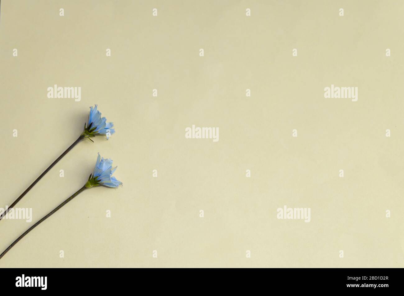 Kleine natürliche blaue Blüten auf einer weißen Oberfläche. Hohe Winkelansicht. Stockfoto
