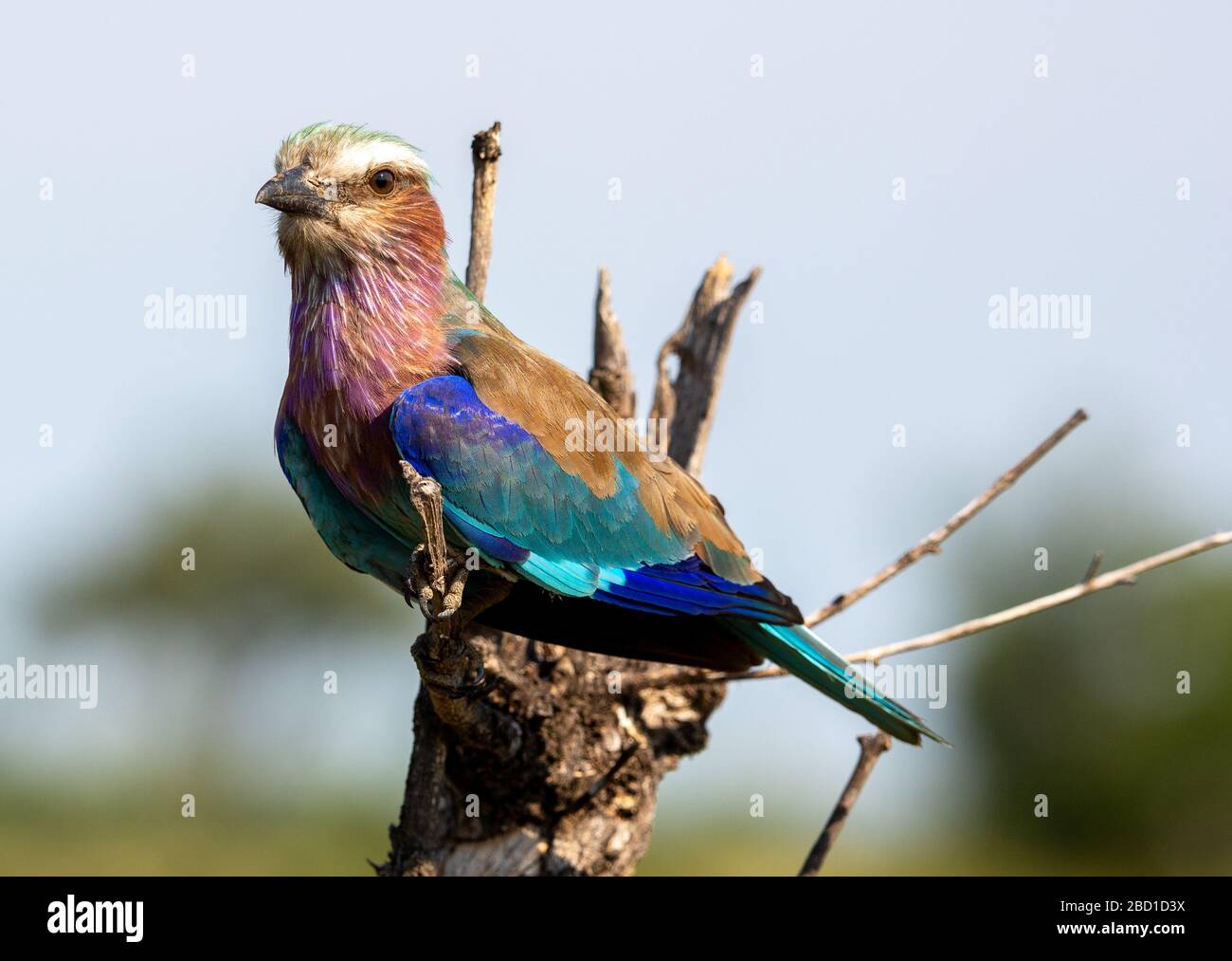 Lilac Breasted Roller Stockfoto