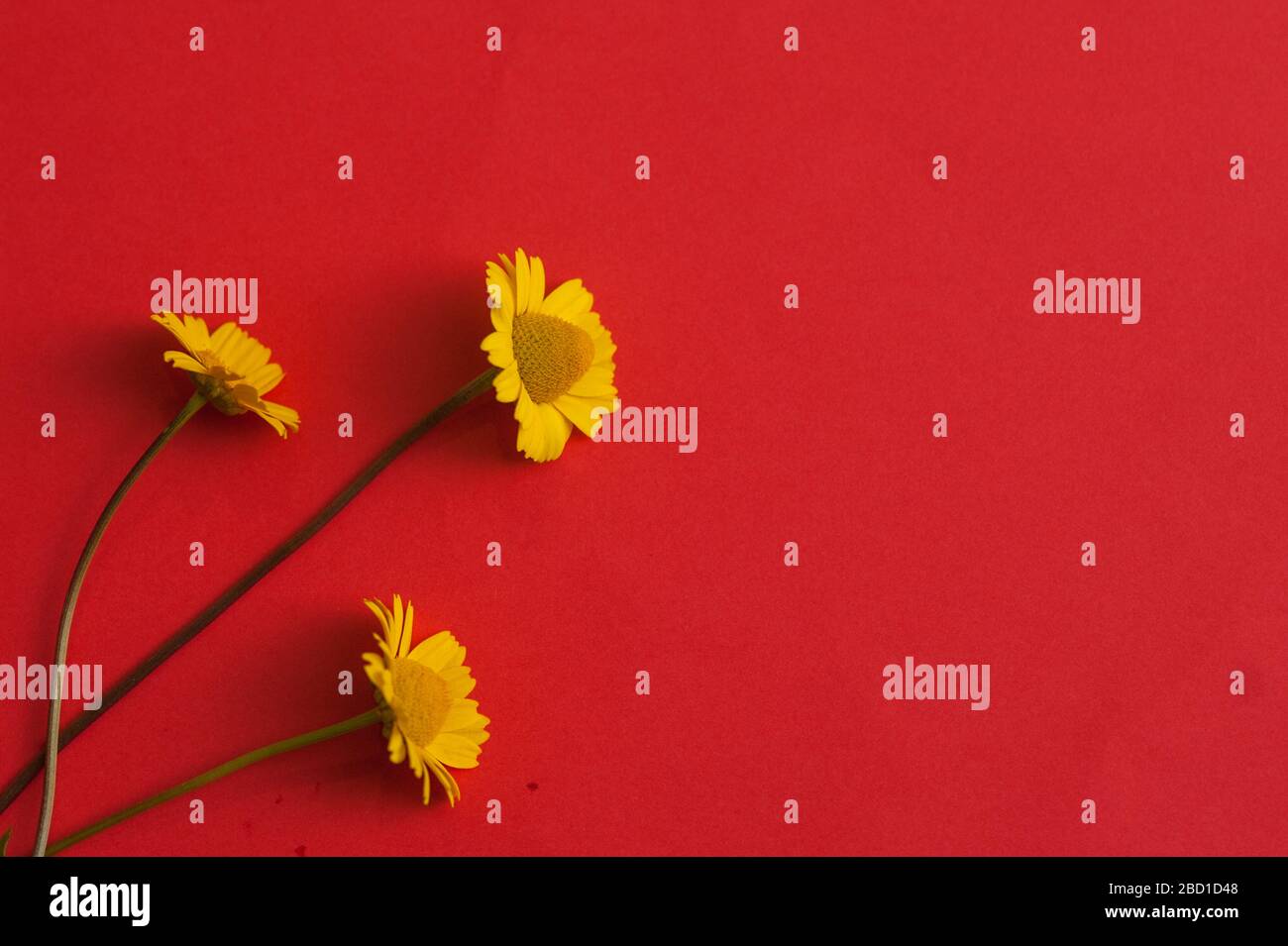 Kleine natürliche gelbe Blüten auf roter Oberfläche. Stockfoto