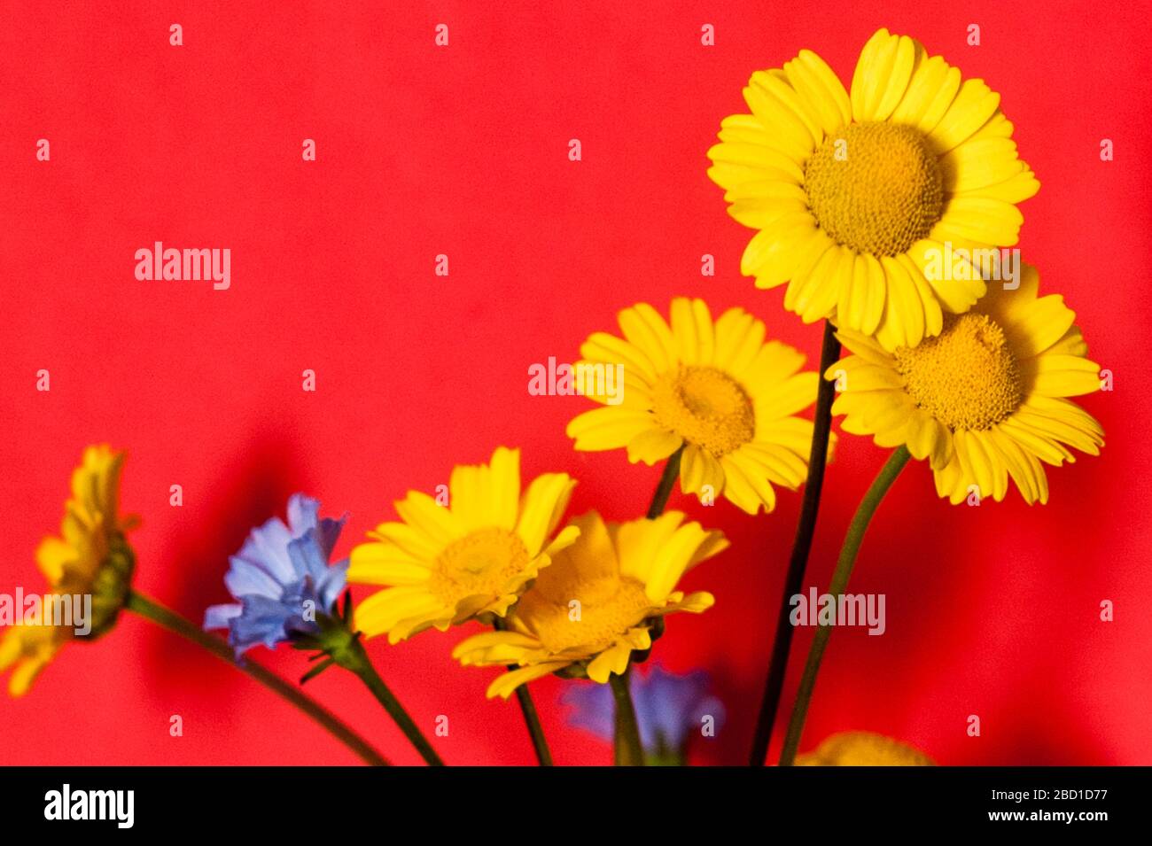 Kleine natürliche gelbe und blaue Blüten auf roter Oberfläche. Stockfoto