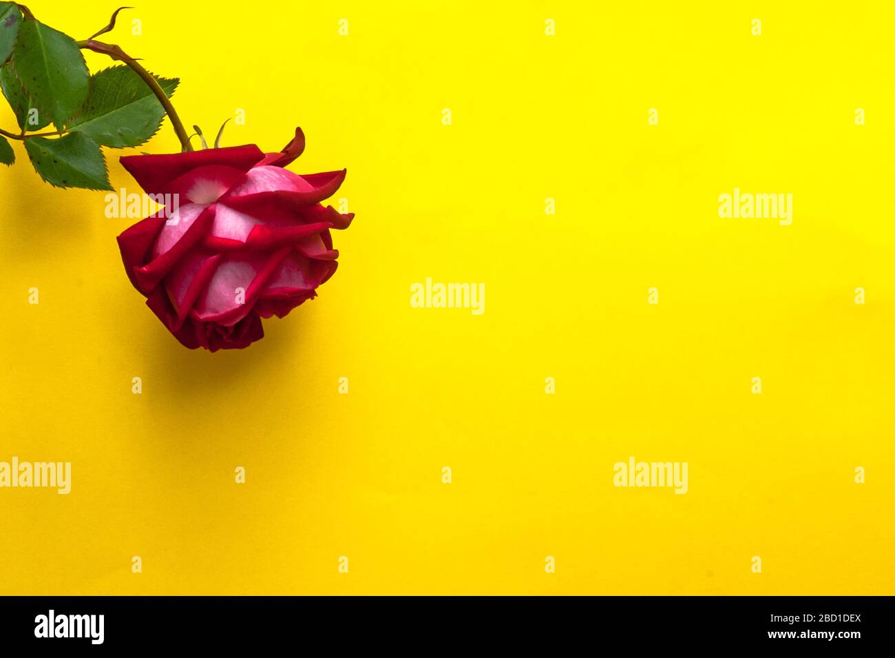 Natürliche rote Rose auf gelber Oberfläche. Stockfoto