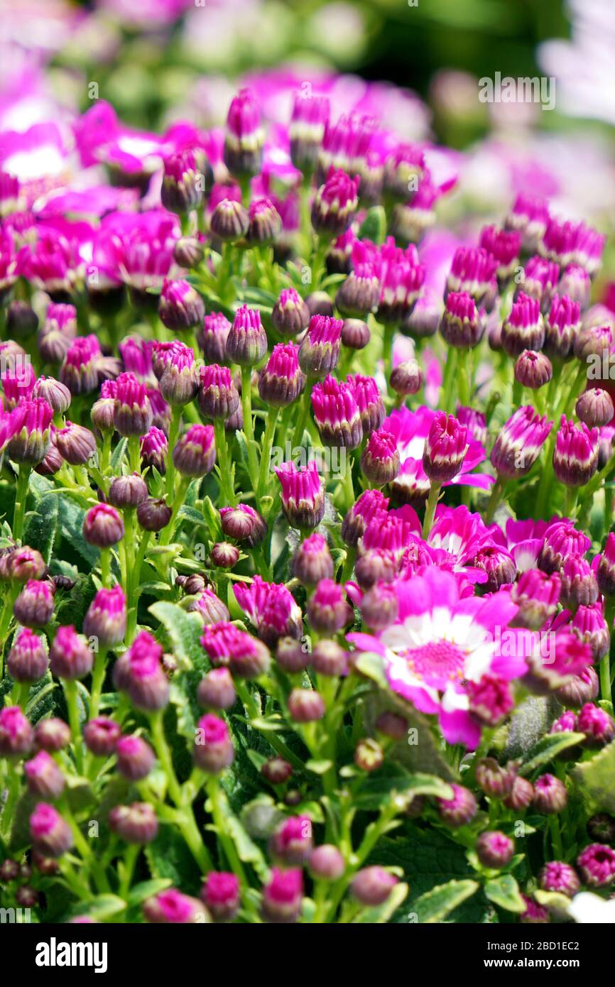 Blumenbeete sorgfältig von Gärtnern dekoriert Stockfoto