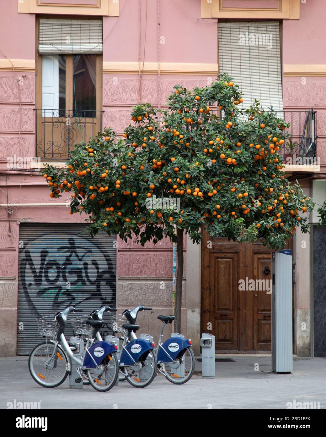 Ein Orangenbaum mit Leihfahrrädern unten auf den Straßen von Valencia, Spanien Stockfoto