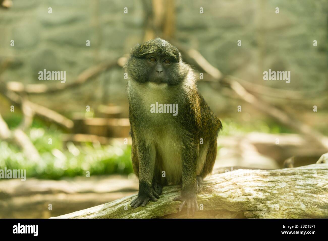 Allens Swamp Monkey. Arten: Nigroviridis,Gattung: Allenopithecus,Familie: Cercopithecidias,Ordnung: Primaten,Klasse: Mammalia,Phylum: Chordata,Königreich: Animalia,Primate,Monkey,Think Tank,allen's Swamp Monkey Allens Swamp Monkey Stockfoto