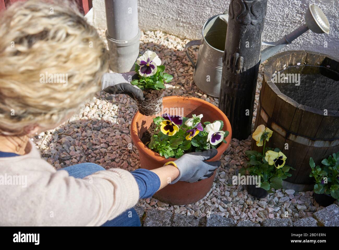 Frau mit blonden Haaren, die Blumen anpflanzen, verviolett in ihrem sonnigen Hinterhof in einen Pflanzentopf, der neben Kieselsteinen kniet, die von hinten über die Schulter geschlossen sind Stockfoto
