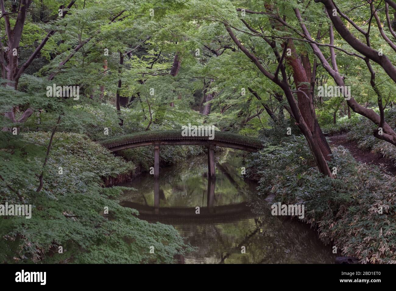 Teich Fußgängerbrücke und Bäume im japanischen Garten Stockfoto