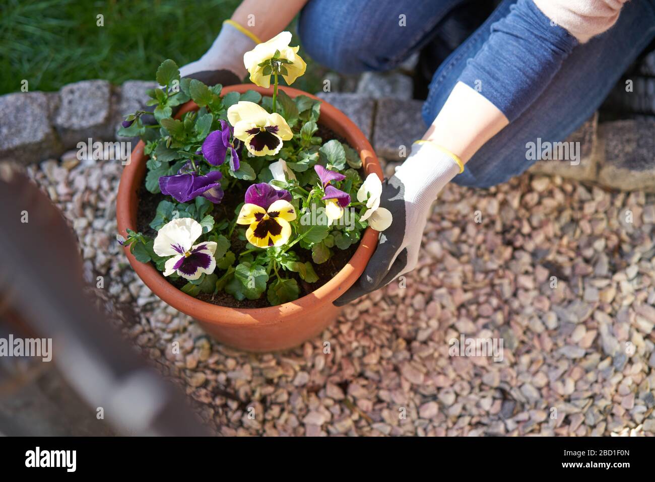 Frau, die in ihrem sonnigen Hinterhof Blumen anpflanzen, in einem Pflanzentopf mit Blumenerde, die neben Kieselsteinen kniet und Gartenhandschuhe in der Nähe trägt Stockfoto