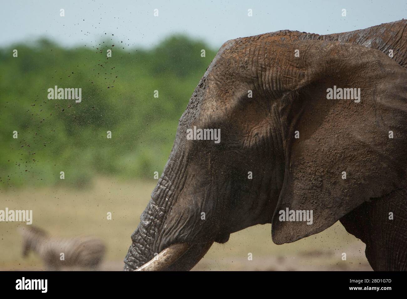 Erste Flugszene eines riesigen afrikanischen Elefanten mit Wasser in der Luft. Stockfoto