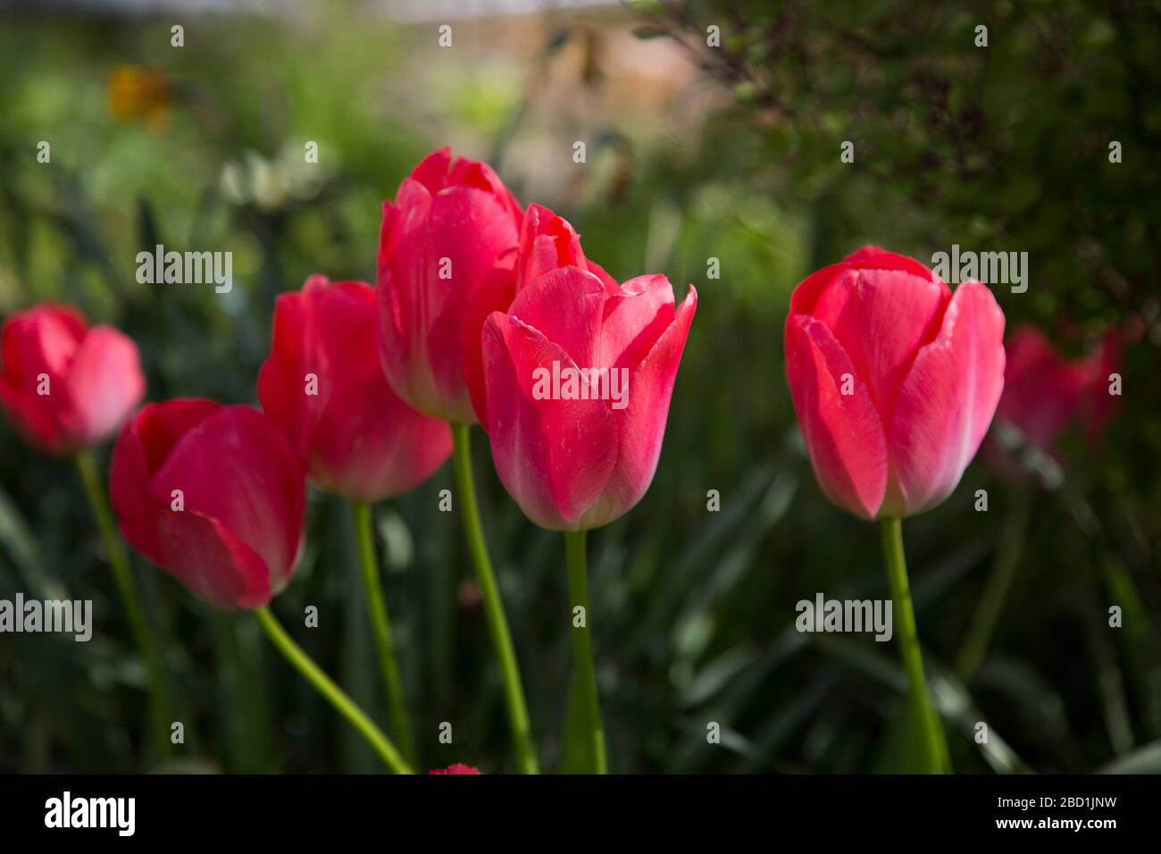 Leuchtend rote Tulpen in einem Garten an einem sonnigen Tag Stockfoto