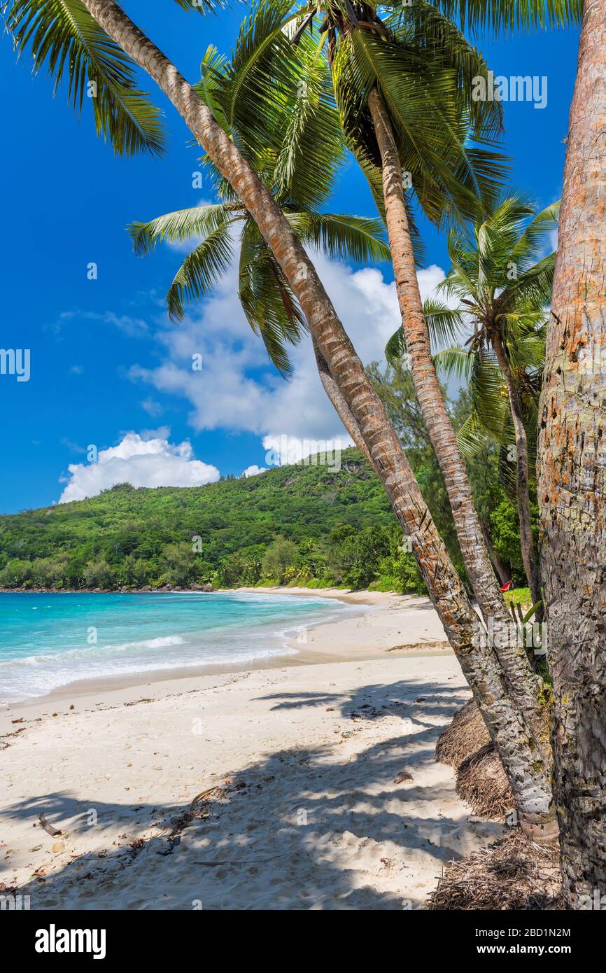 Karibischer tropischer sonniger paradiesischer Strand Stockfoto