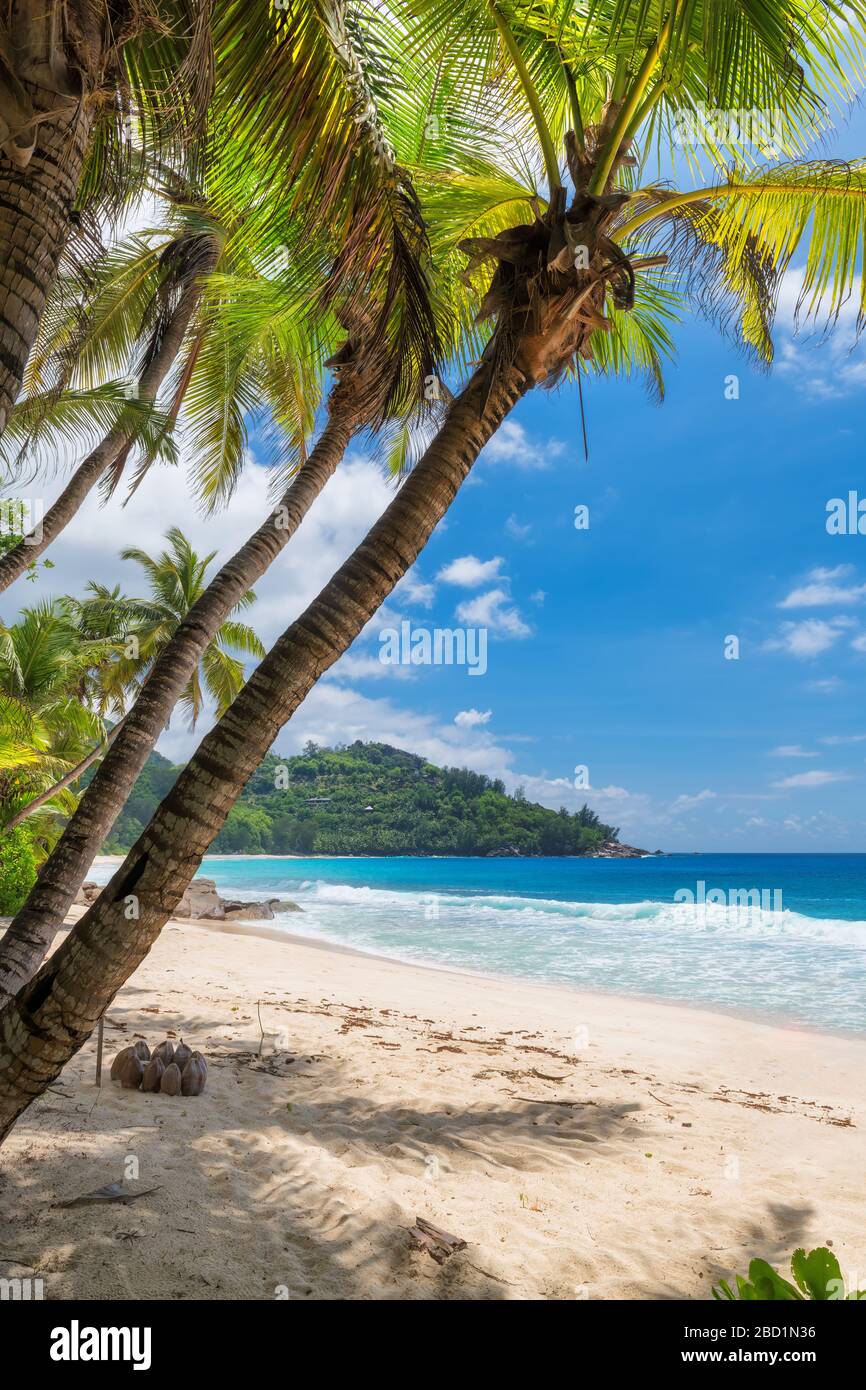 Karibischer tropischer sonniger paradiesischer Strand Stockfoto