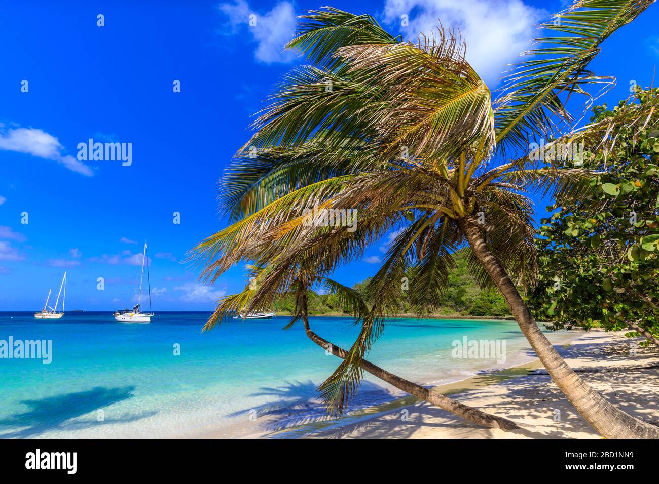 Atemberaubende Saltwhistle Bay, Jachten, weißer Strand, blaues Meer, überhängende Palmen, Mayreau, Grenadinen, St. Vincent und die Grenadinen, Karibik Stockfoto