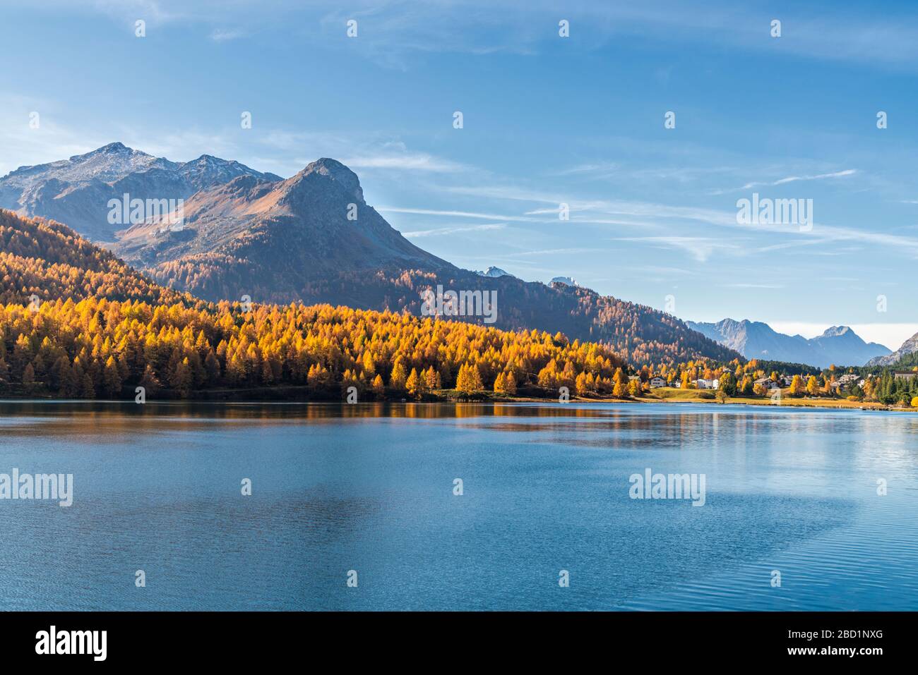 Lärchenbäume am Ufer des Sils im Herbst mit Maloja-Dorf im Hintergrund, Oberengadin, Kanton Graubünden, Schweiz, Europa Stockfoto