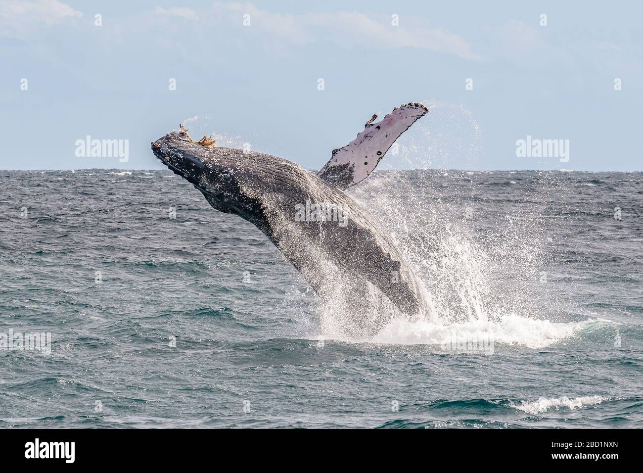 Buckelwale, die vor der Küste von Baja California ausbrechen Stockfoto