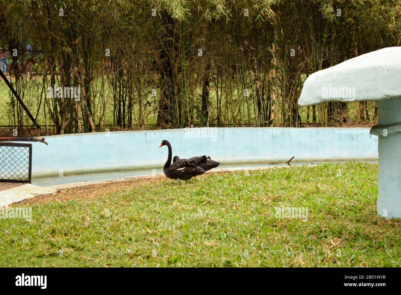 Schwarzer Schwan des wilden Vogels auf grünem Gras. Stock-Foto-Bild Stockfoto