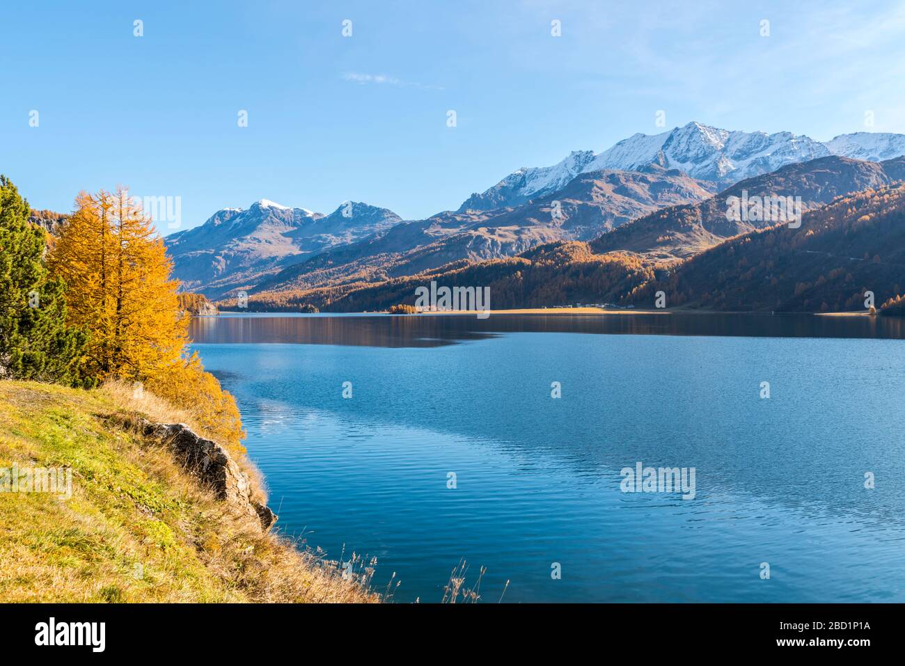 Herbstfarben rund um den klaren Silsee, Maloja, Oberengadin, Kanton Graubünden, Schweiz, Europa Stockfoto