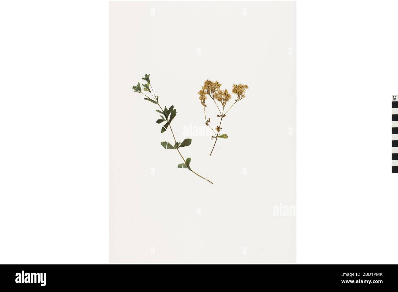 Stevia. EO 401136 Stevia Stevia rebaudiana 001.jpg Stockfoto