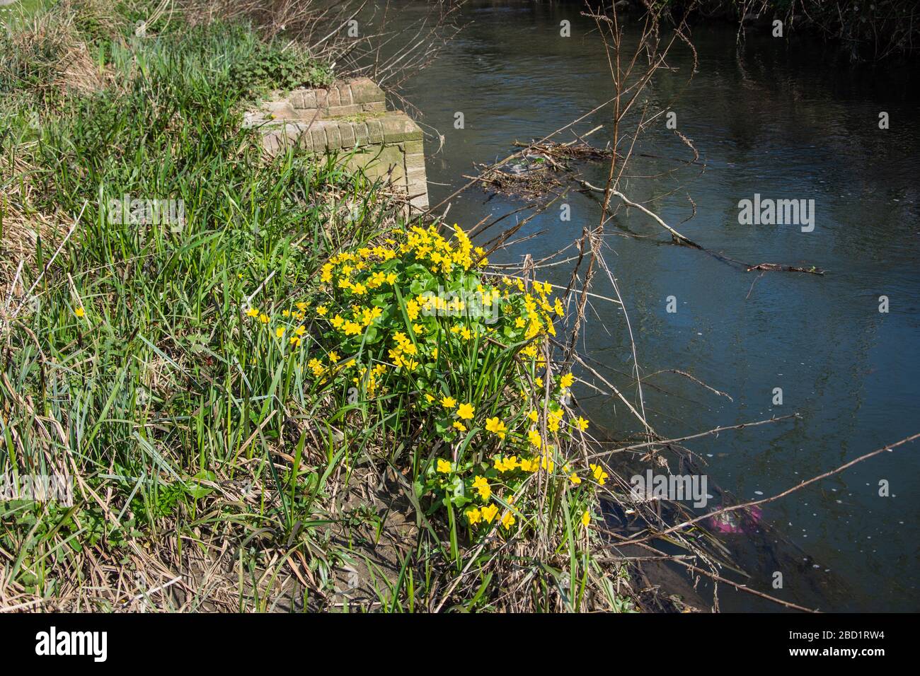 Ein Trumpf aus marigoltem Sumpf oder Königskupp Caltha palustris wächst am Rande des Flusses Biss in Trowbridge Wiltshire Stockfoto