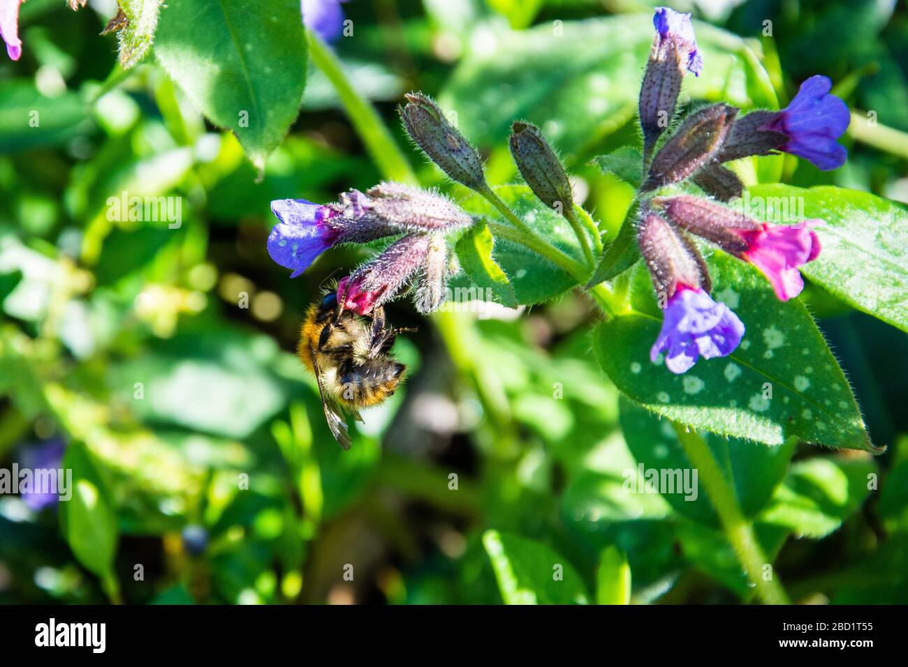 Eine männliche, behaarte, füßige Blumenbiene Anthophora flattert von einer Lungwort-Blume Pulmonaria officinalis Stockfoto