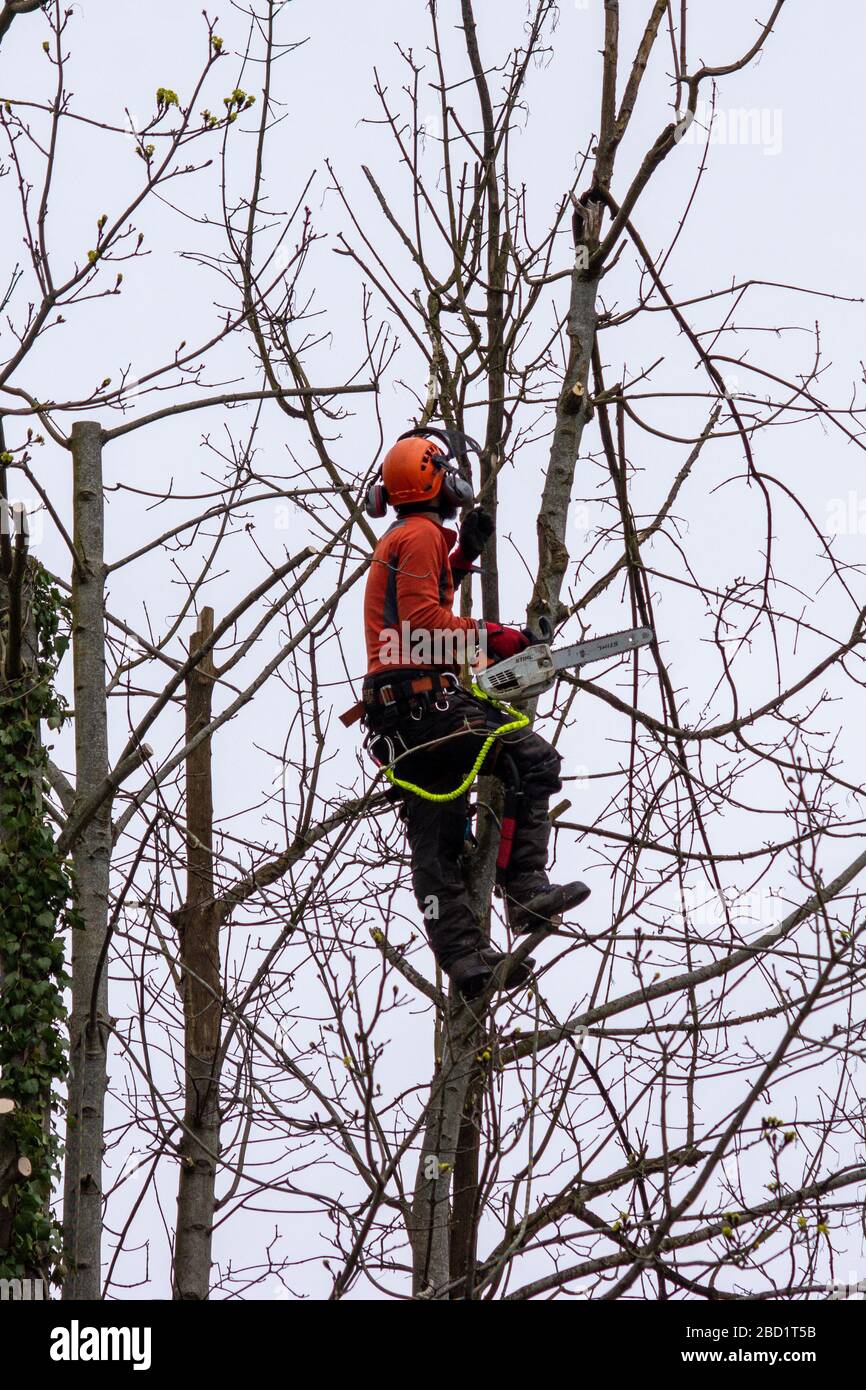 Ein Arbeiter mit einer Kettensäge hat einen Baum hochgesehen, der daran arbeitet, abgestorbene und beschädigte Äste sicher zu entfernen Stockfoto