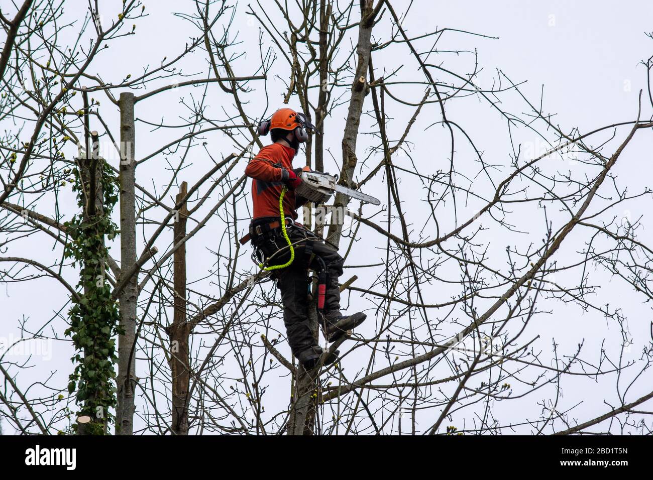 Ein Arbeiter mit einer Kettensäge hat einen Baum hochgesehen, der sich darauf vorbereitet, die Säge zu benutzen, um abgestorbene und beschädigte Äste sicher zu entfernen Stockfoto