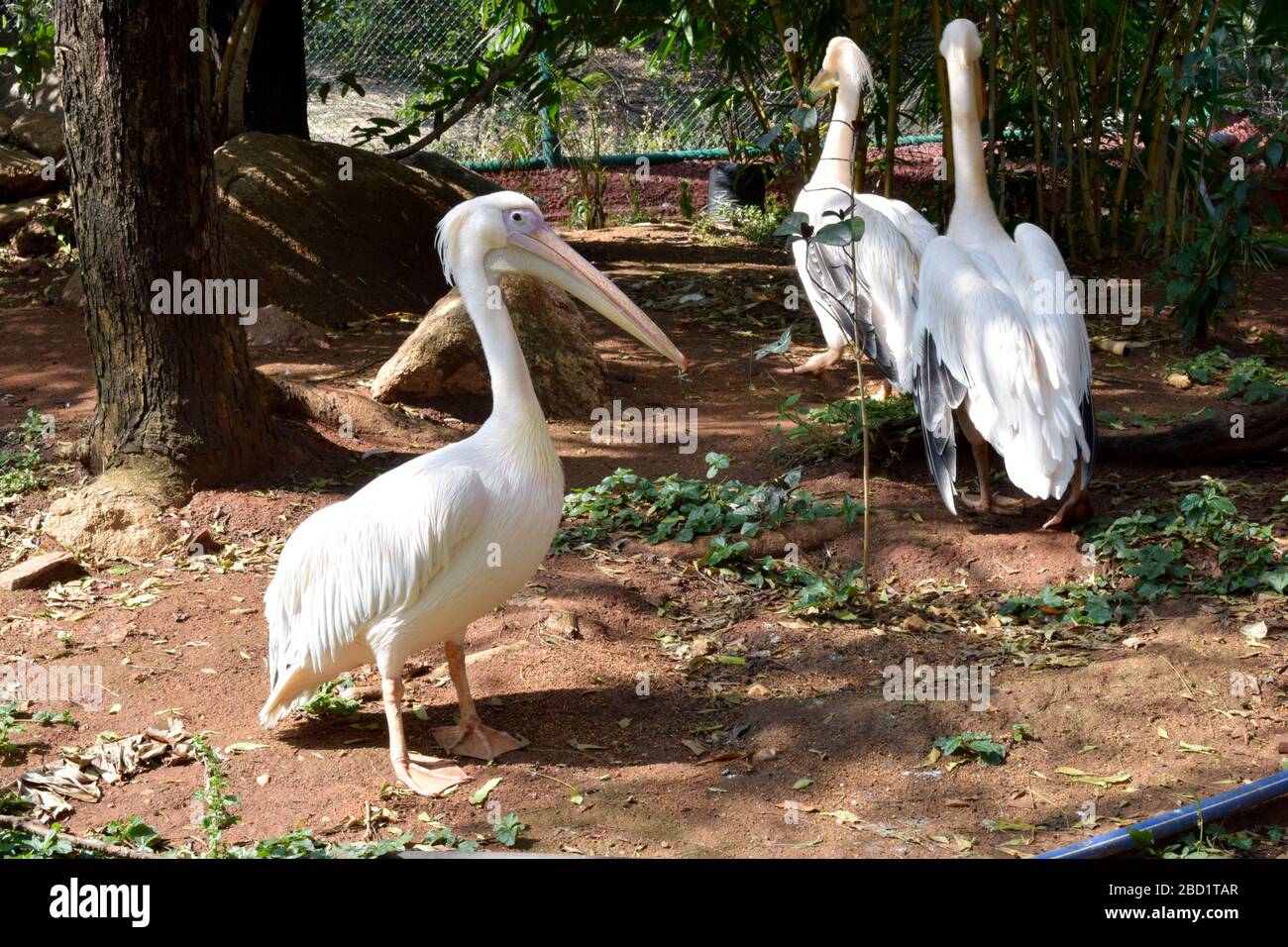 Great White Pelicans Big Bird Hintergrund Foto Foto Bild Stockfoto