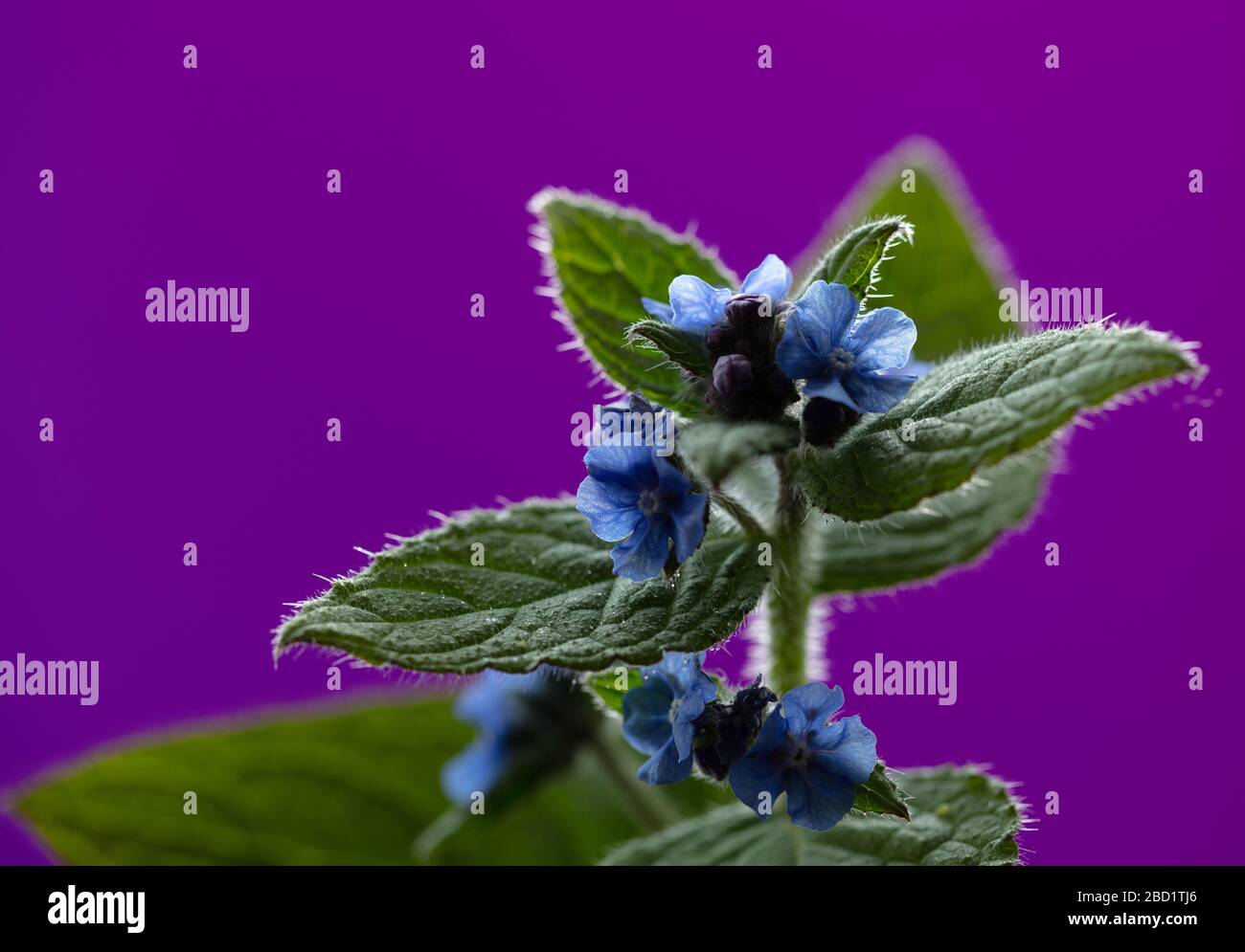 Grüne Alkanet-Blumen und Blätter in der Abendsonne, Stockfoto