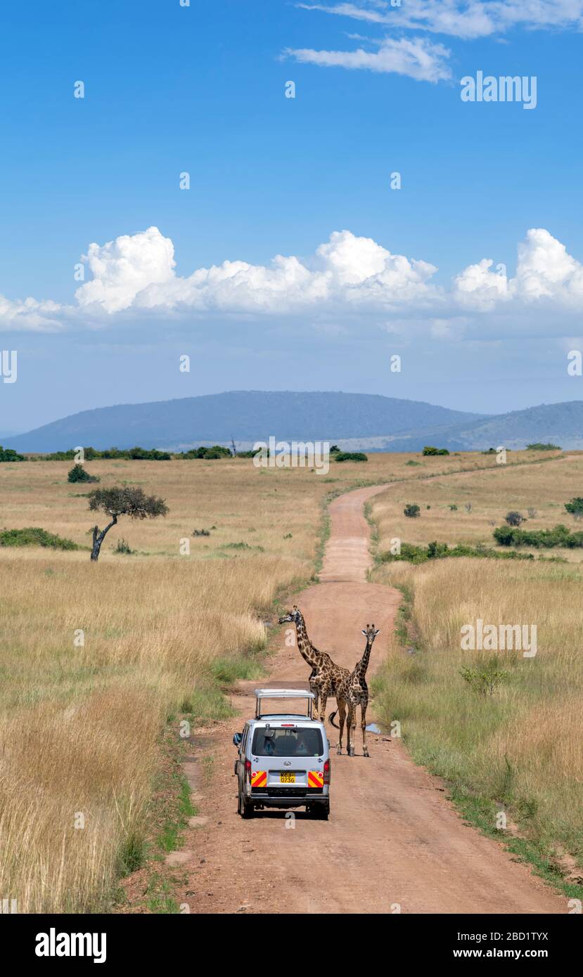 Masai-Giraffe (Giraffa camelopardalis tippelskirchii). Masai Giraffen vor einem Safari-Van auf einer Straße im Masai Mara National Reserve, Kenia, Afrika Stockfoto