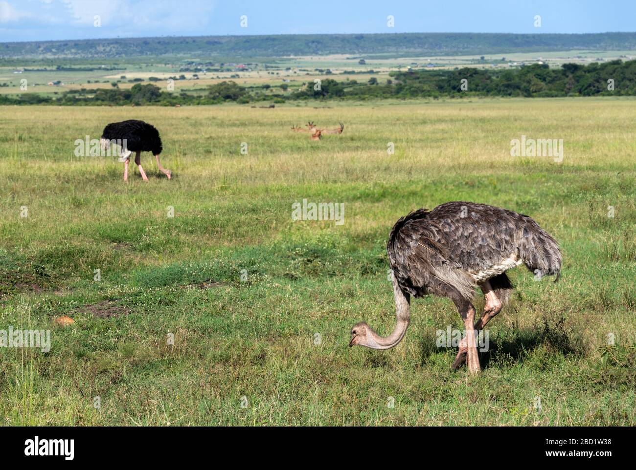 Gemeiner Ostrich (Struthio camelus). Weiblicher Strauß mit einem Männchen im Hintergrund, Masai Mara National Reserve, Kenia, Ostafrika Stockfoto