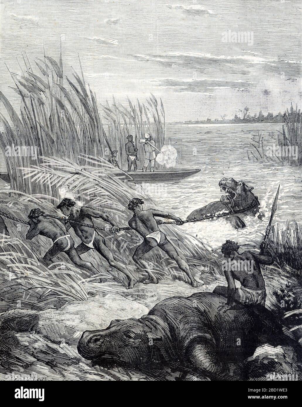 Hippo Hunt oder Hippopotamus Hunt in Afrika. Vintage oder Old Illustration oder Gravur 1881 Stockfoto