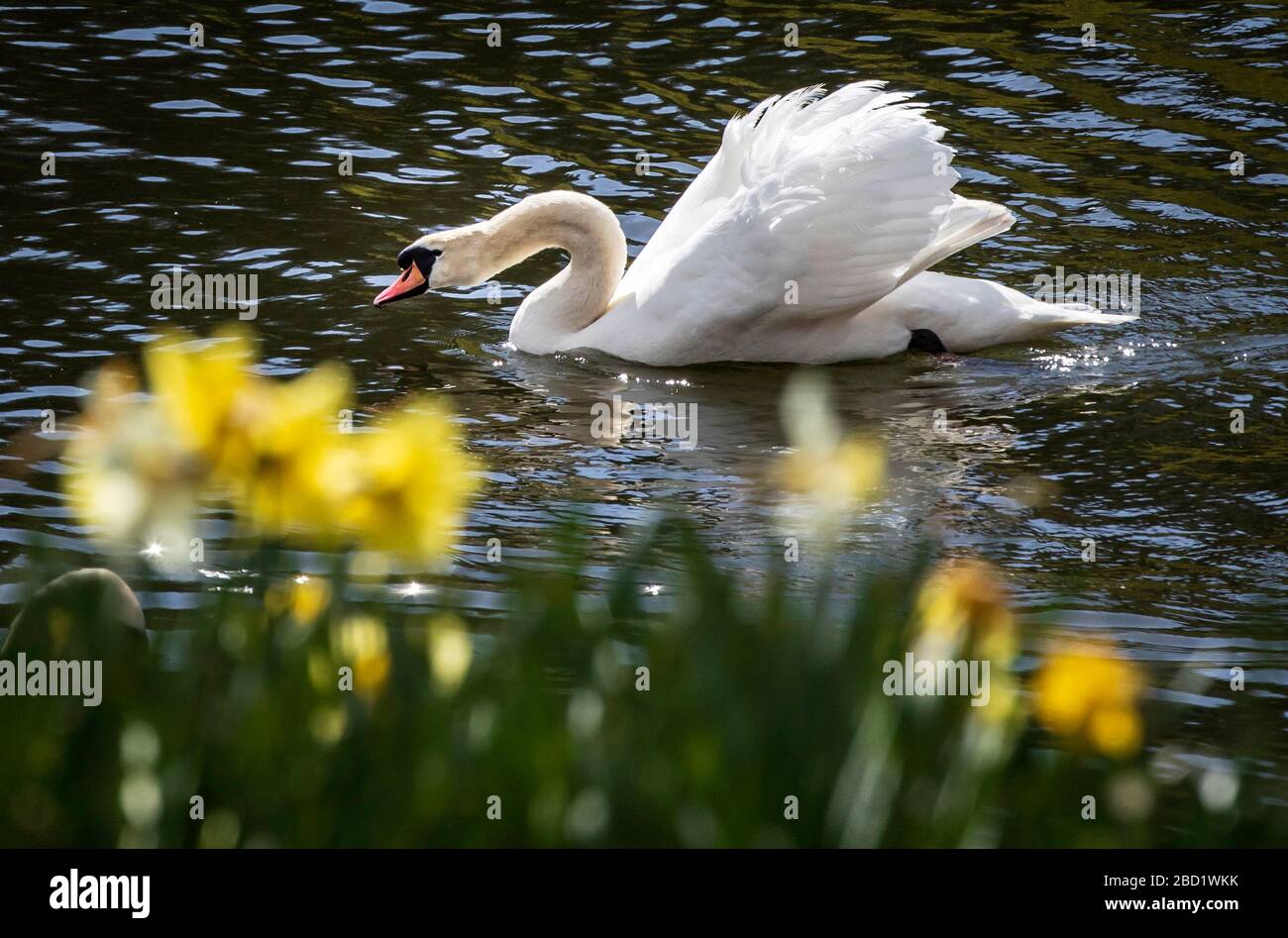 Ein Schwan schwimmt an Daffodils im Waterloo Lake, Roundhay Park, Leeds vorbei. Stockfoto