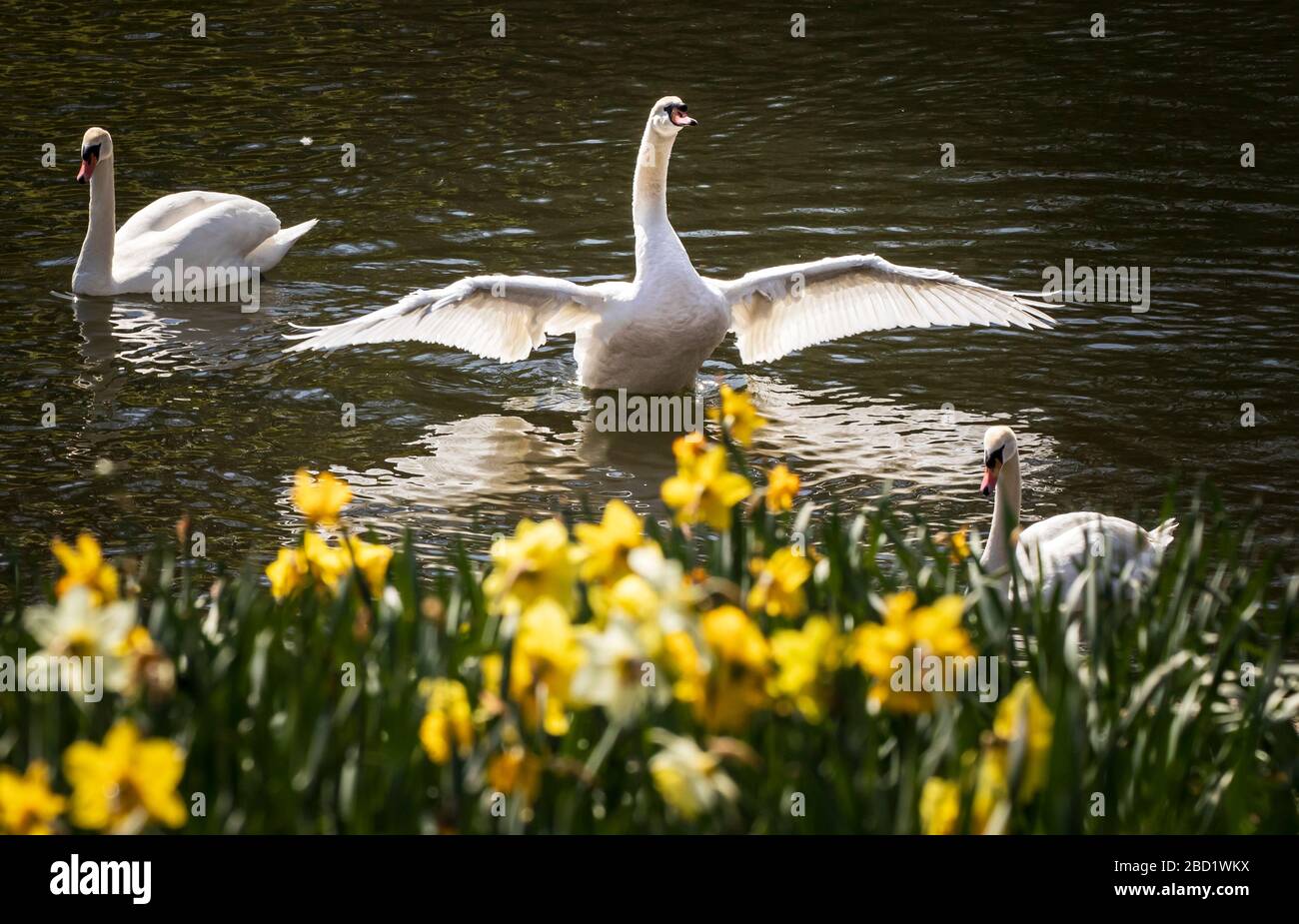 Schwäne schwimmen an Daffodils im Waterloo Lake, Roundhay Park, Leeds vorbei. Stockfoto