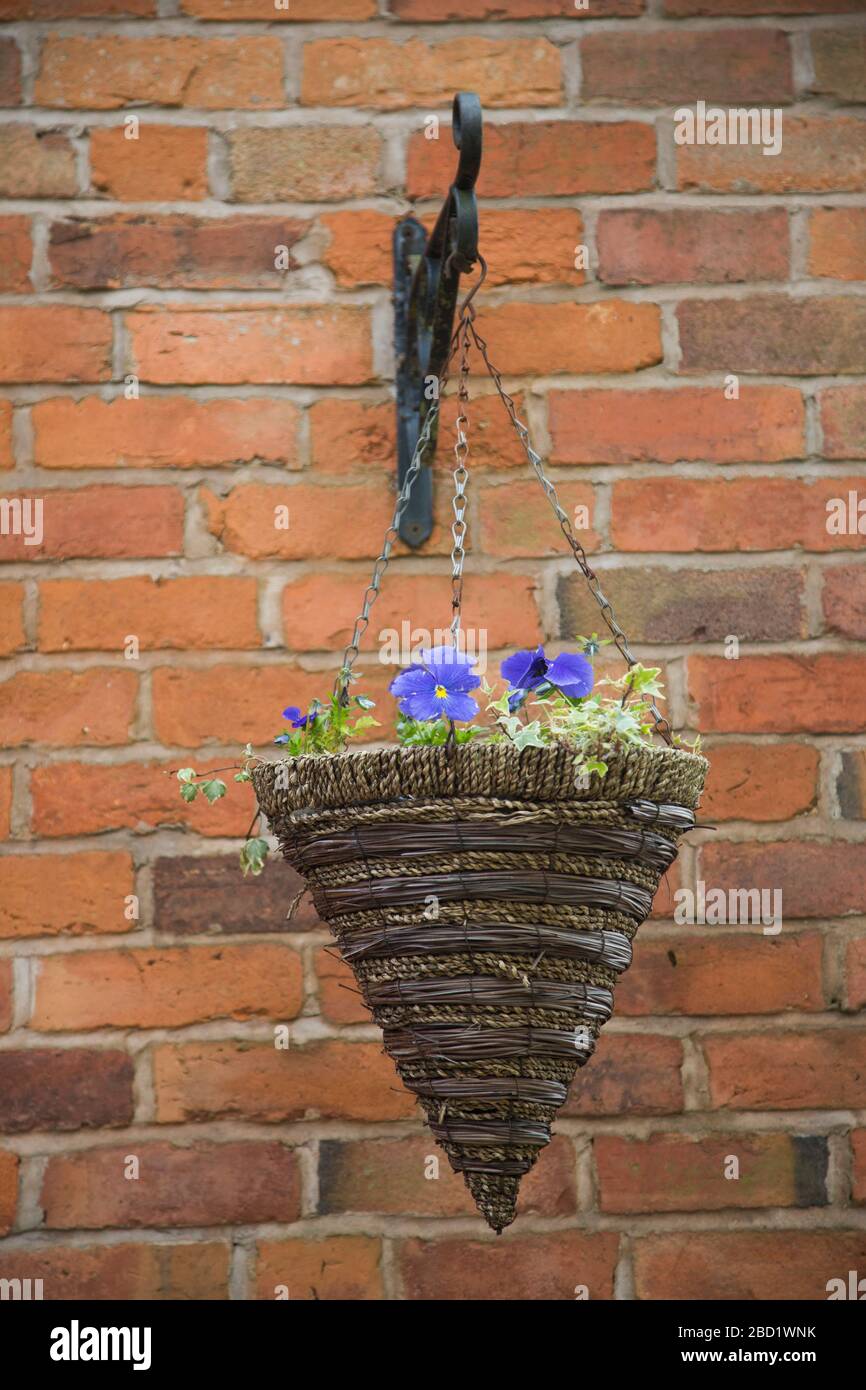 Hängender Korb mit blauen Stiefmütterchen Stockfoto