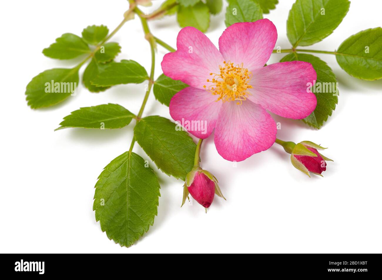 Dog rose Blumen auf weißem Hintergrund Stockfoto