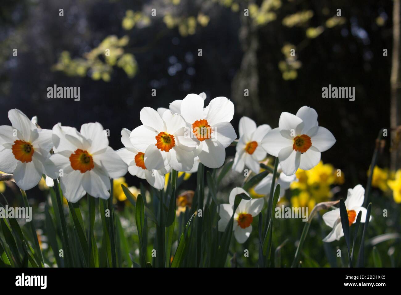 Eine Gruppe von Barrett Browning Daffodils vor einem verschwommenen Hintergrund in Langley Park Gardens, Loddon, Norfolk Stockfoto