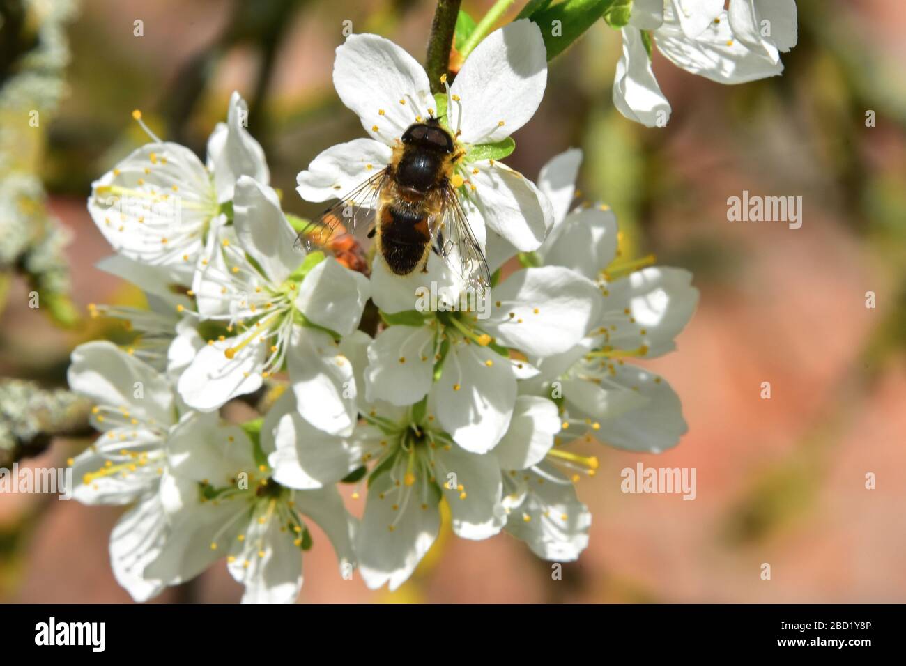 Honigbiene auf Pflaumenbaum in Blüte Stockfoto
