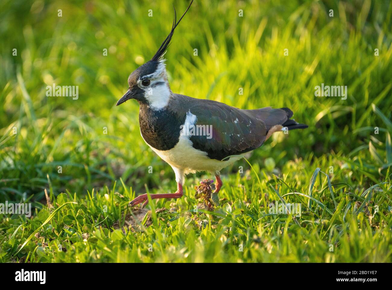 Nahaufnahme eines nördlichen Lapwing (Vanellus vanellus) eine immer seltener bemürbte Pflaume in Pfaffikon, Schwyz, Schweiz Stockfoto