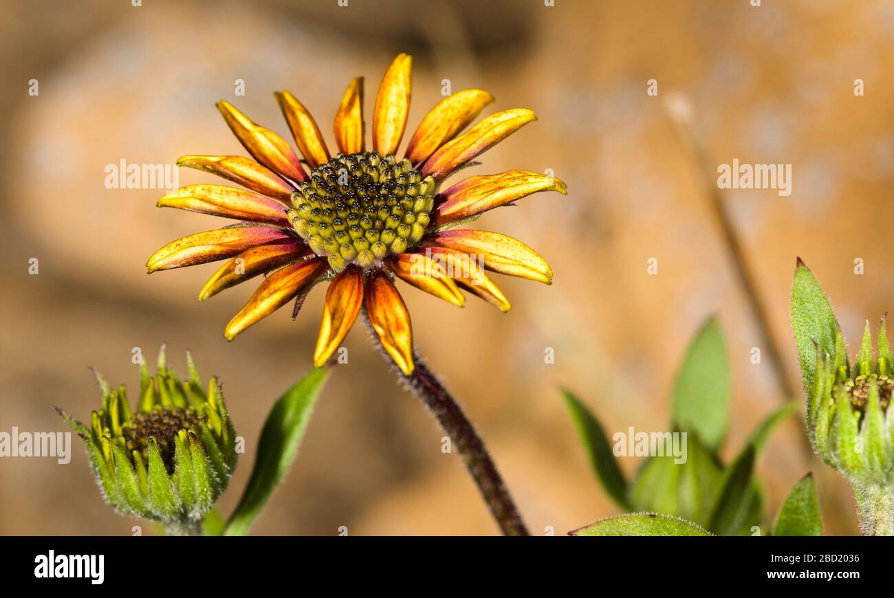 Osteospermum Kap Ringelblume/Regen Daisy Stockfoto