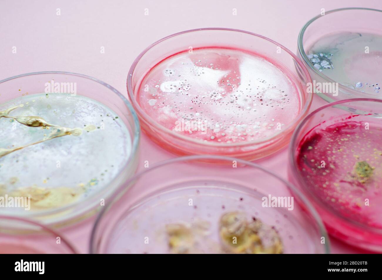 Wachstum verschiedener Bakterienkulturen, Konzept. Bakteriologische Untersuchung. Schädliche und nützliche Bakterien, Mikroflora des Menschen. Stockfoto