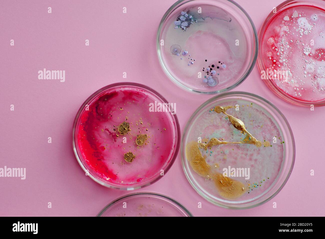 Wachstum verschiedener Bakterienkulturen, Konzept. Bakteriologische Untersuchung. Schädliche und nützliche Bakterien, Mikroflora des Menschen. Stockfoto